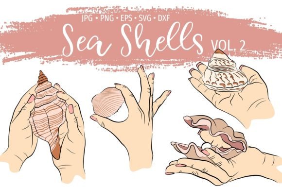 Ocean Shells Graphics & Illustrations Review